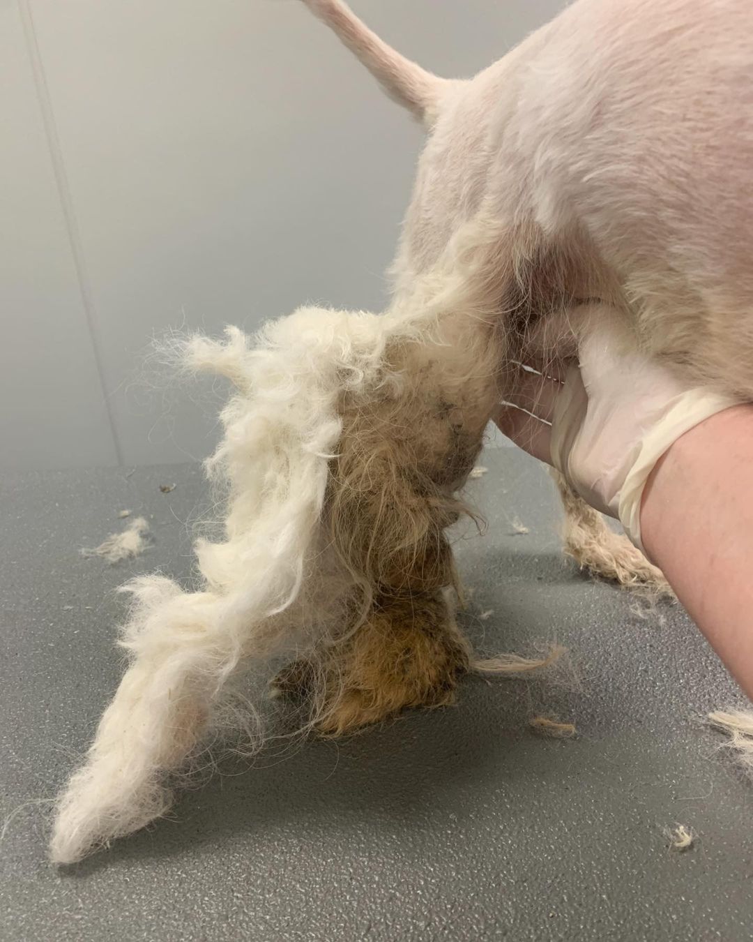 The Top 10 Most Common Dog Grooming Injuries and How to Avoid Them Canine To Five