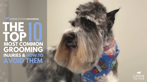 The Top 10 Most Common Dog Grooming Injuries and How to Avoid Them - Canine  to Five