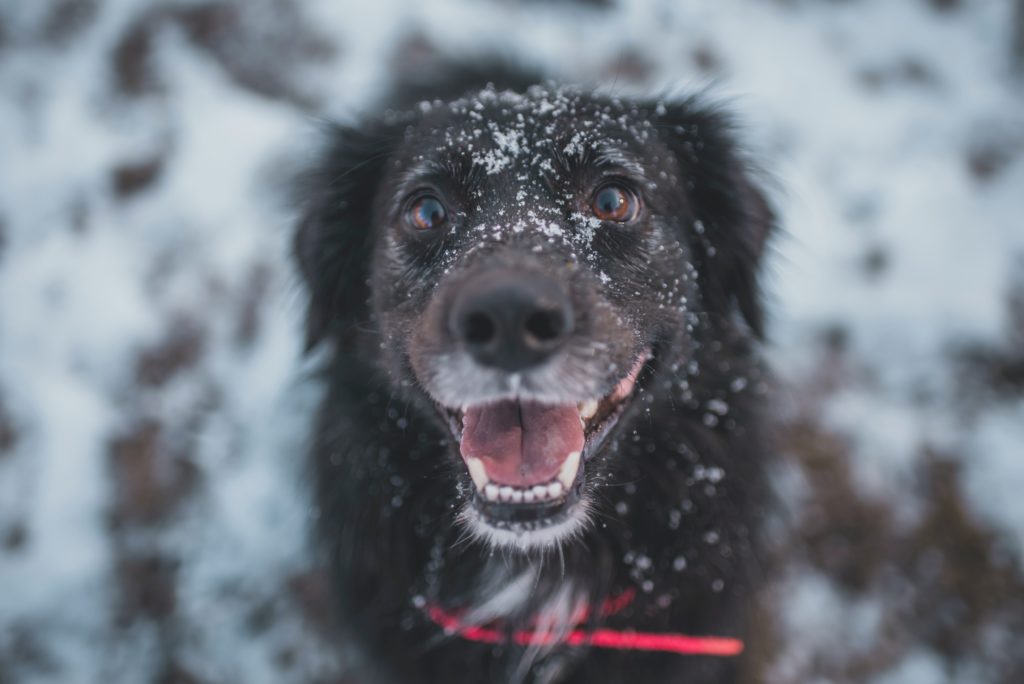 pexels anna toth 4117632