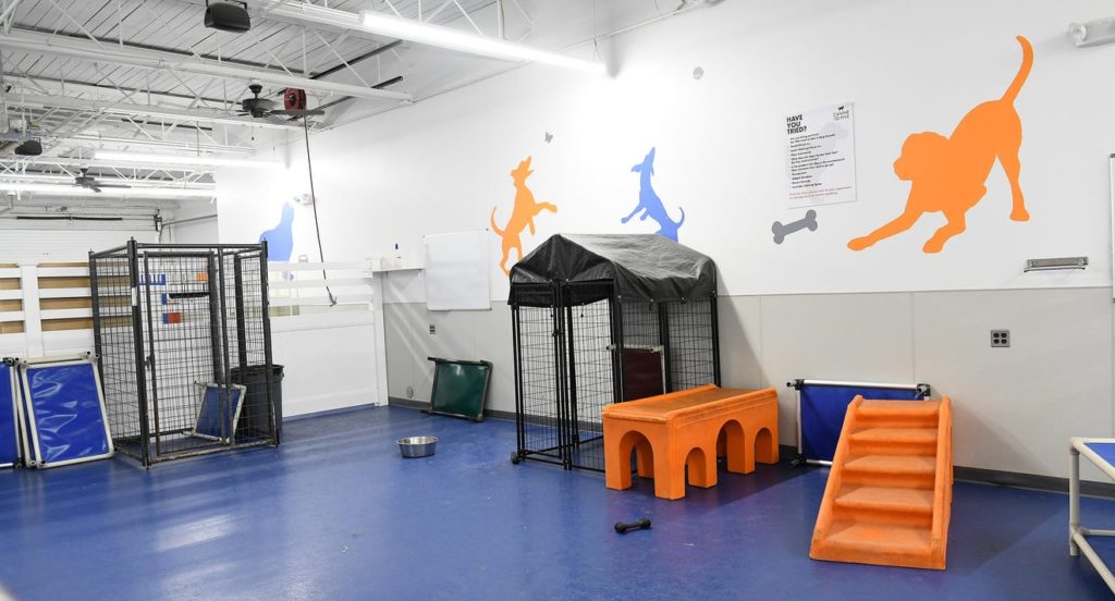 "What I've Learned about Kennel Cough after Owning a Doggie Daycare