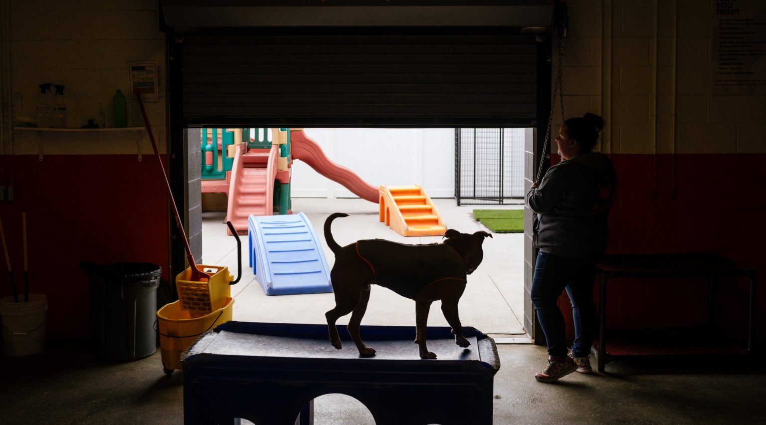 "What I've Learned about Kennel Cough after Owning a Doggie Daycare