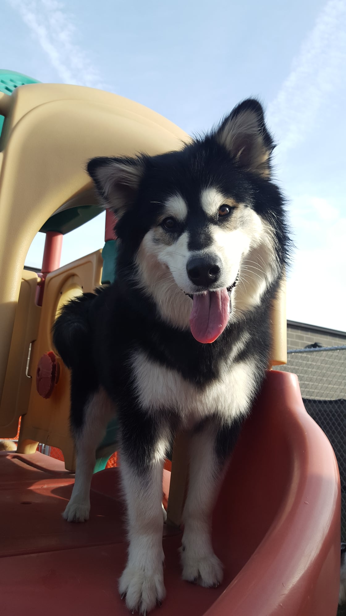 CaNine to Five- Saratoga