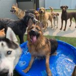 Dogs enjoying their time at the Commerce Township location