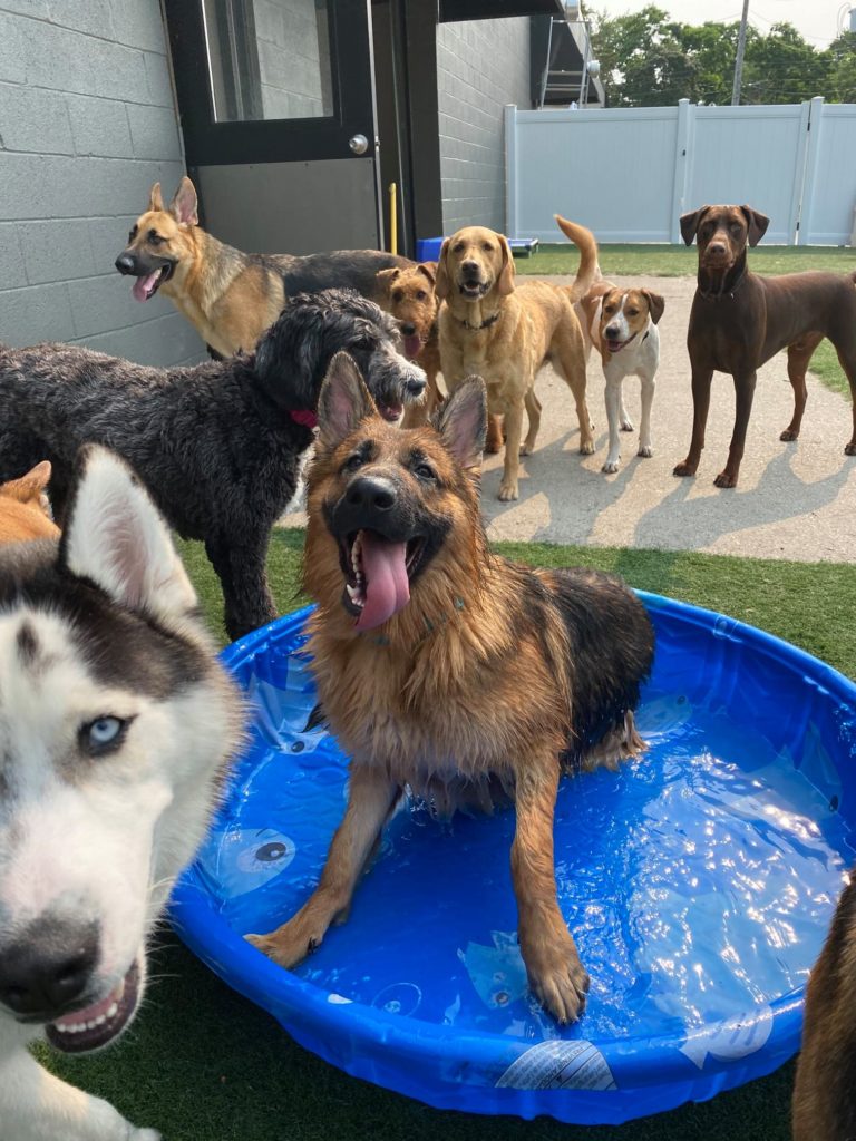 CaNine to Five- Saratoga