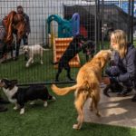 68e17286-4514-495c-a8fe-26ae00bde849-032321_canine_to_five_rg_01