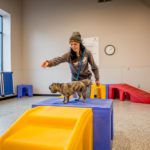open play dog daycare