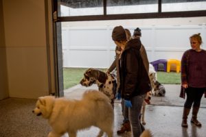 Commerce Township Canine to Five Open House 2021