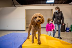 Commerce Township Canine to Five Open House 2021