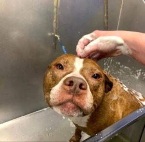 A brown and white dog gets bathed in a tub.