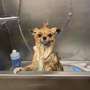 A chihuahua dog soaped up from a bath looks right at the camera