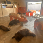 Dogs sleeping after an enrichment session