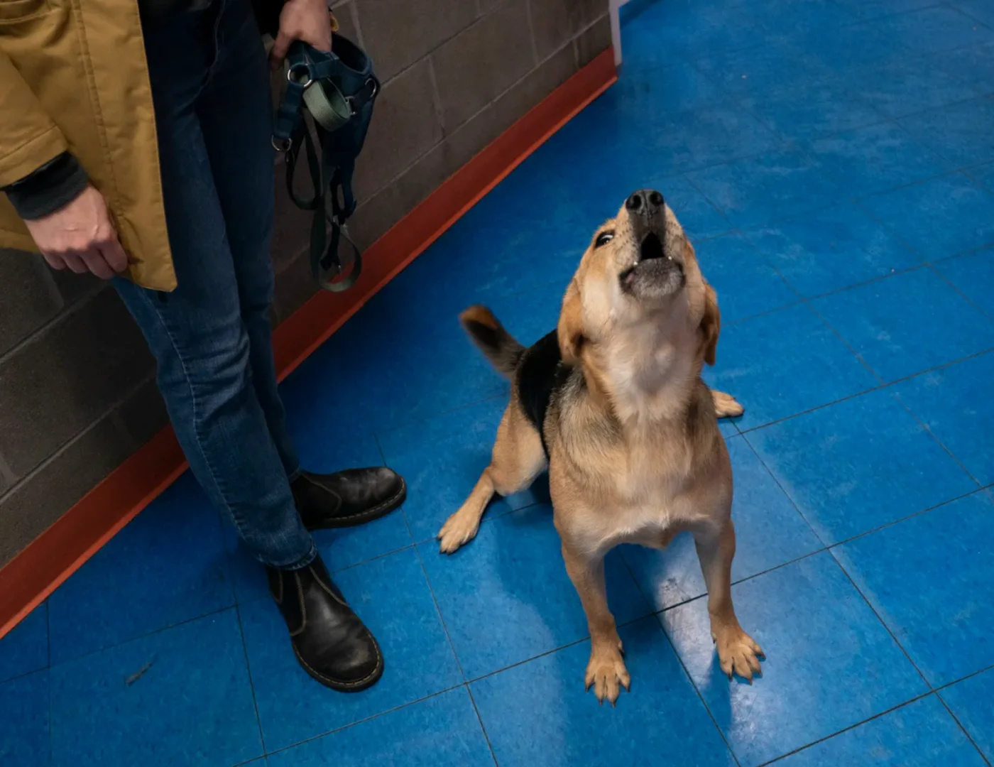 dog howling 