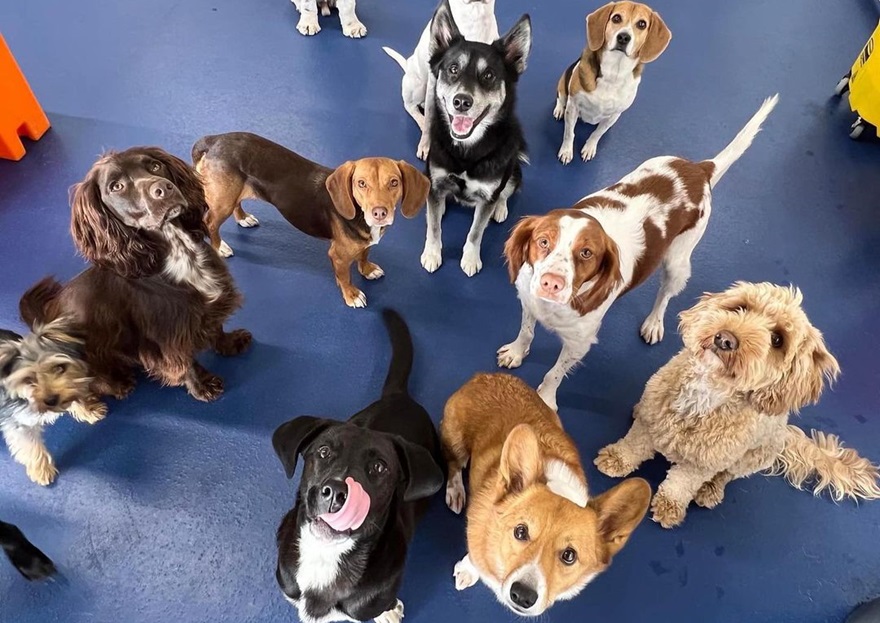 about canine to five