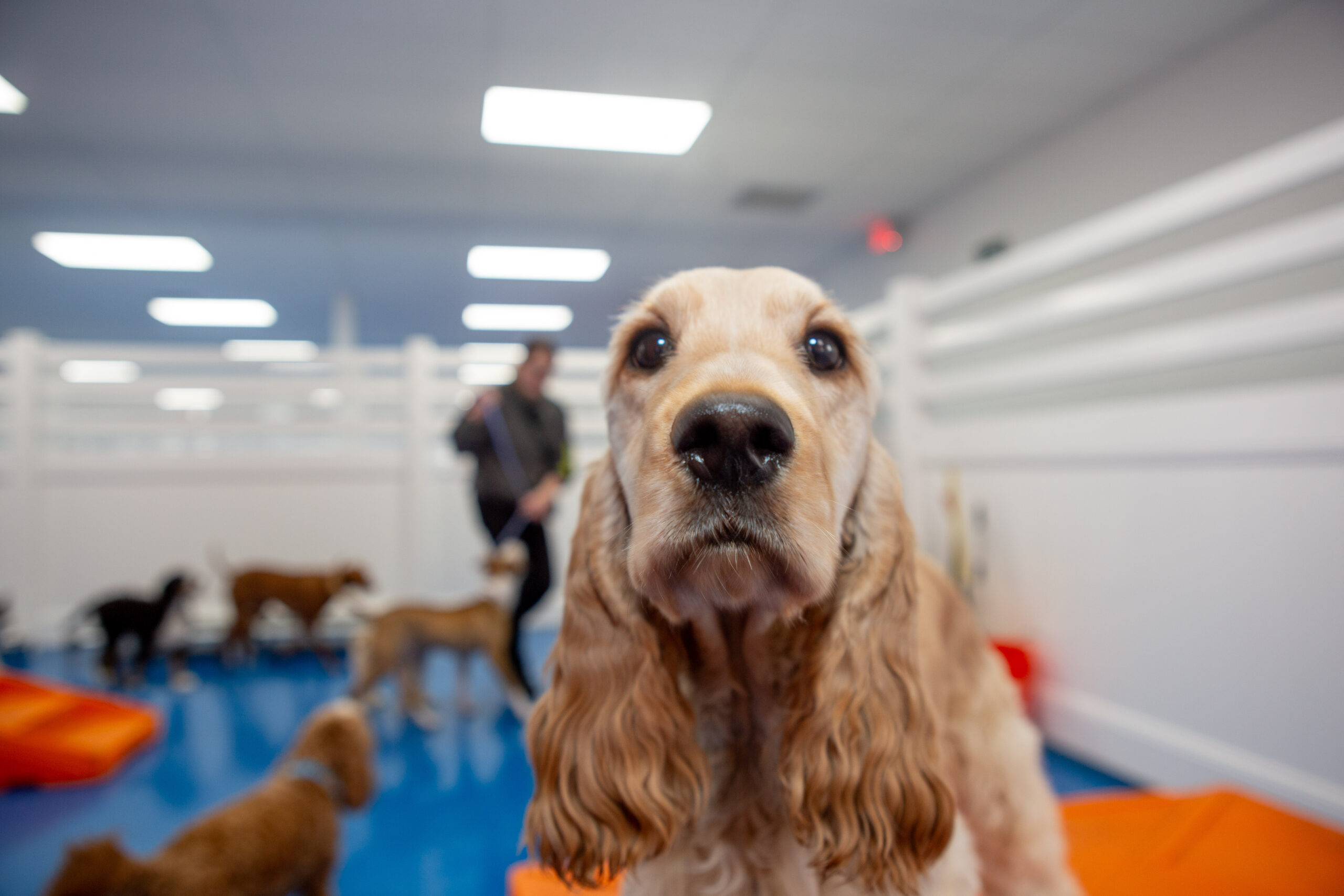 How Many Days A Week Should My Dog Go To Daycare?
