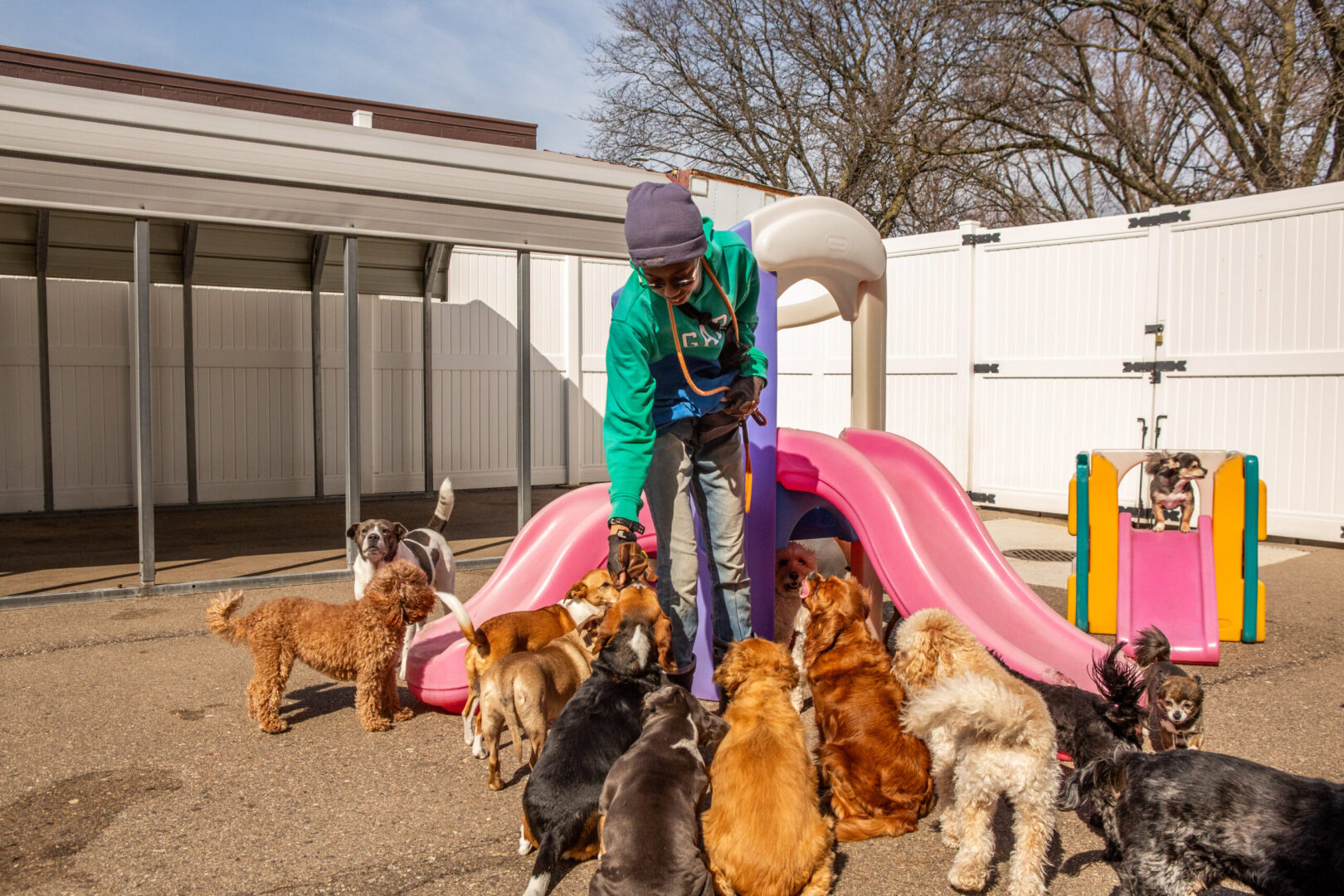 about canine to five