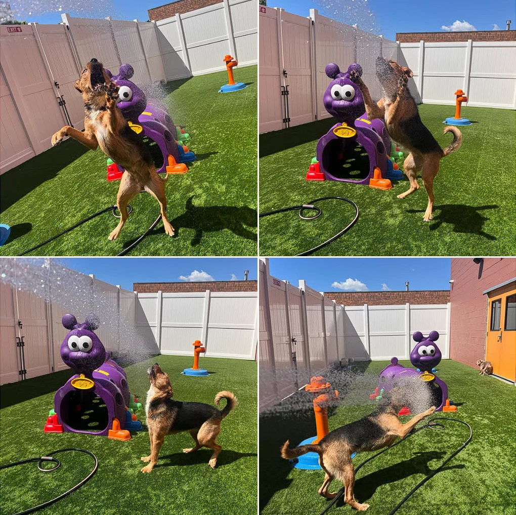 dog playing in sprinkler during daycare