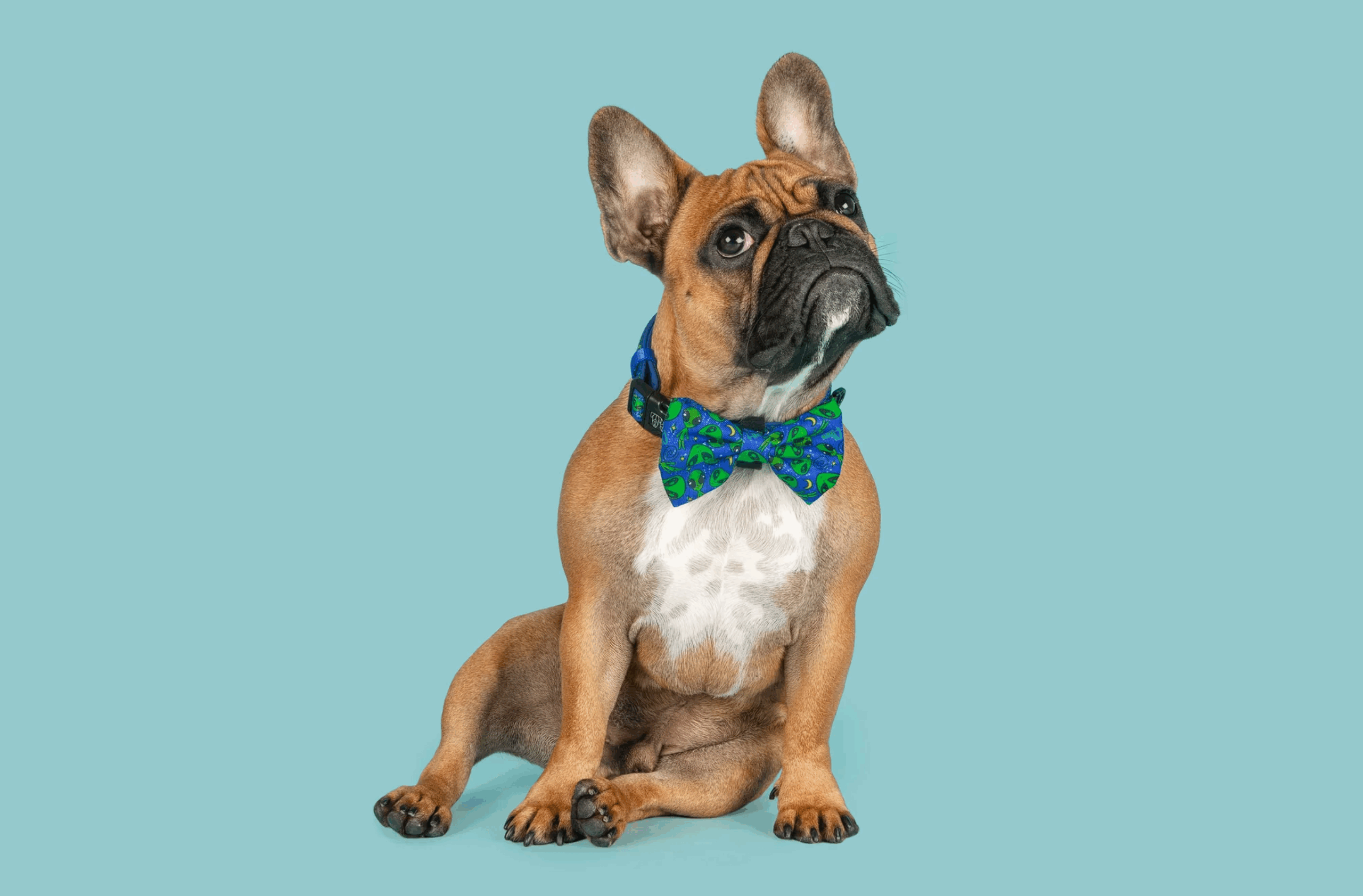 collar scaled