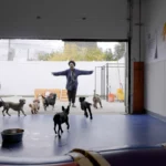 canine to five staff member playing with dogs