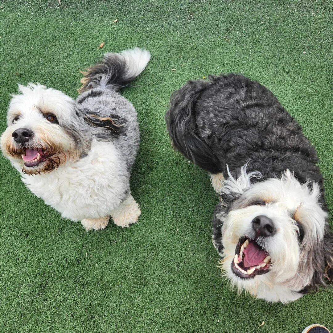 dog daycare detroit