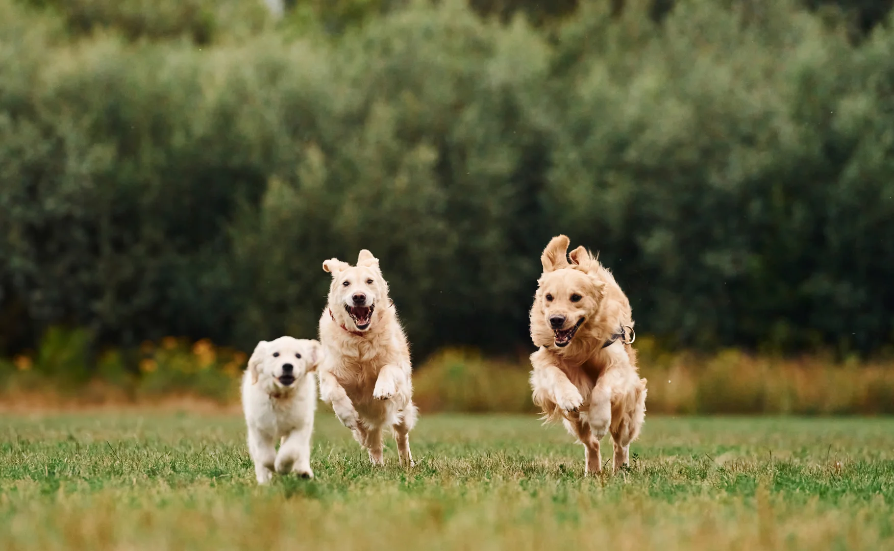 Golden Retreivers