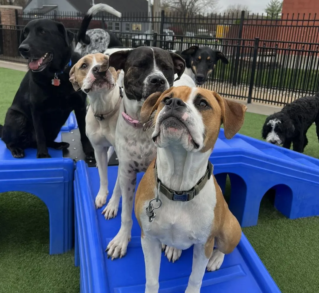 group of dogs sitting on stairs in courtyard during daycare