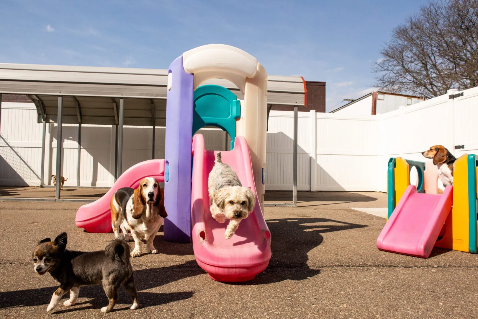 dog going down slide at canine to five daycare in ferndale