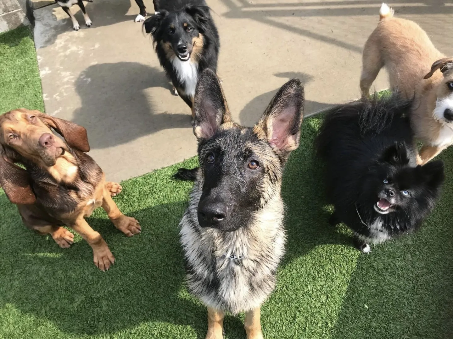 group of dogs sitting outside posing for a picture during daycare