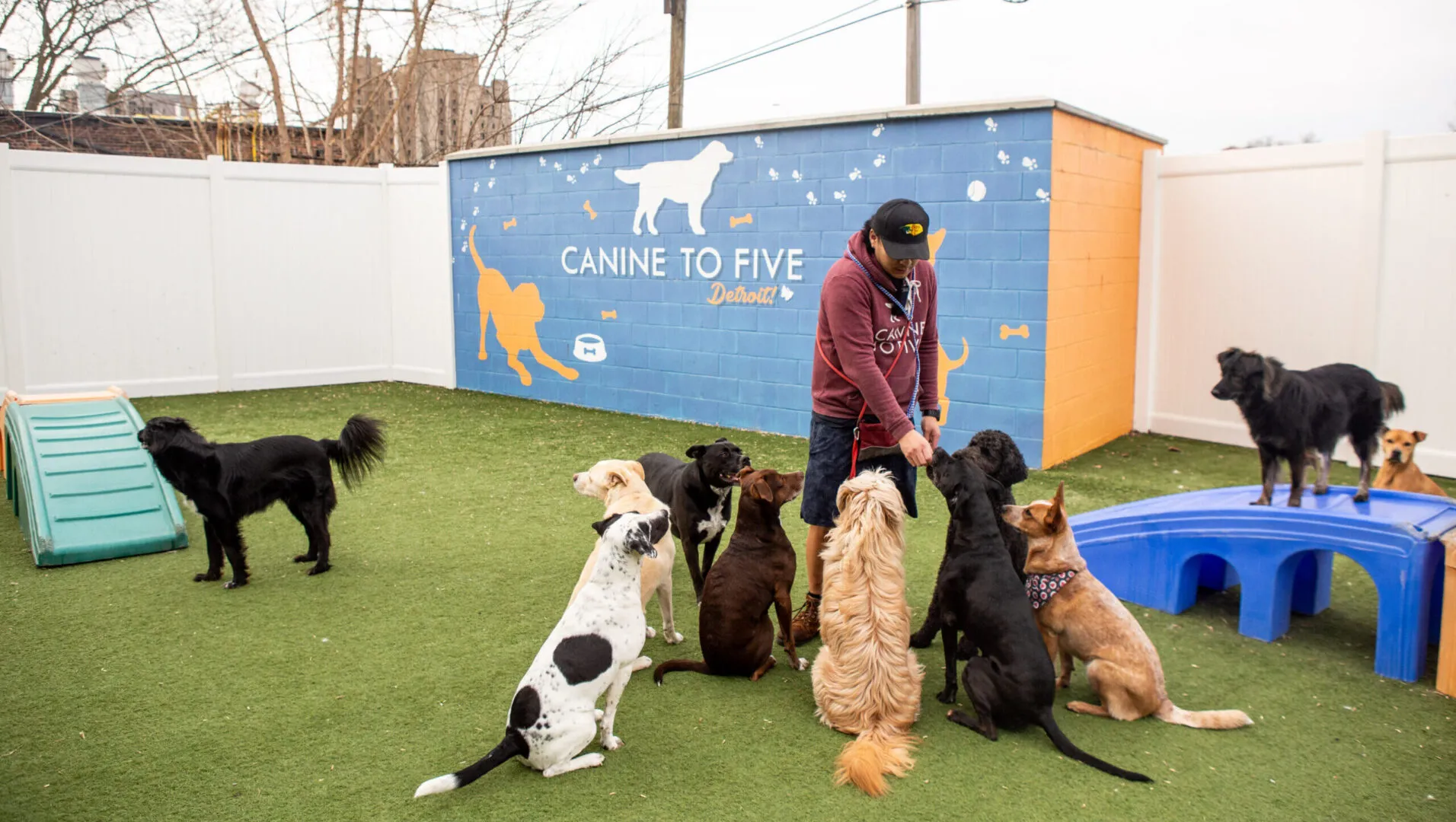 midtown staff with dogs at daycare