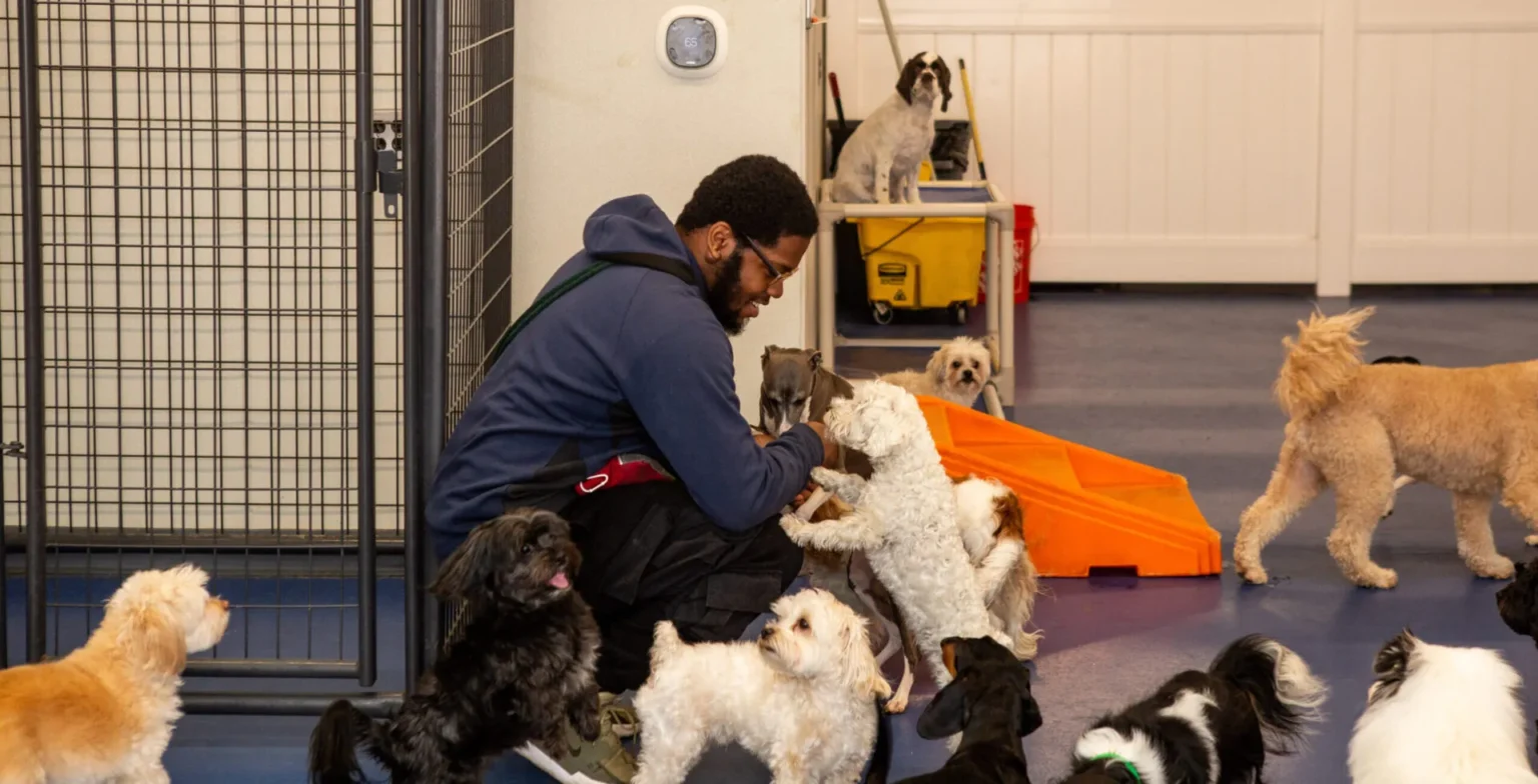 midtown staff member playing with dogs inside canine to five facility