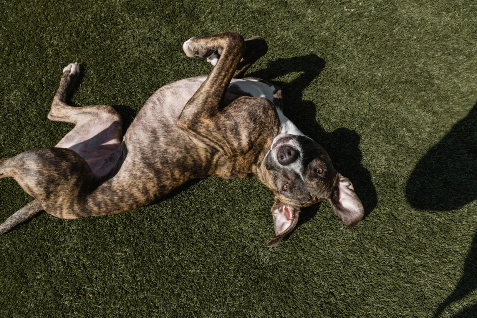 dog boarding