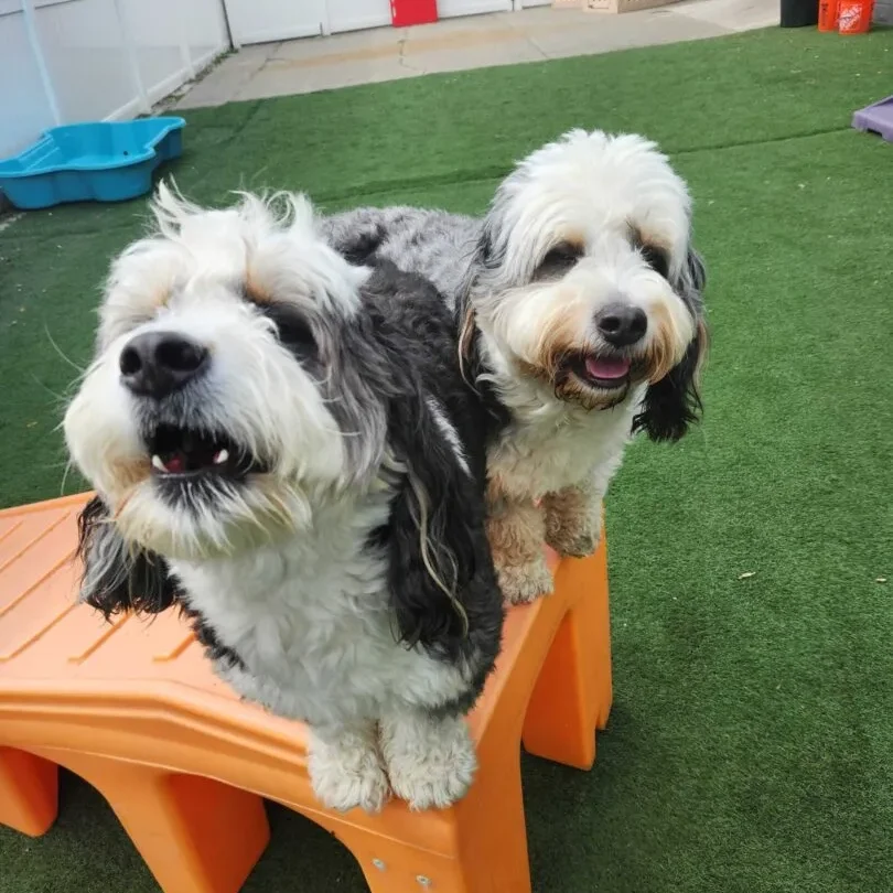 two dogs sitting on stairs in the canine to five daycare courtyard