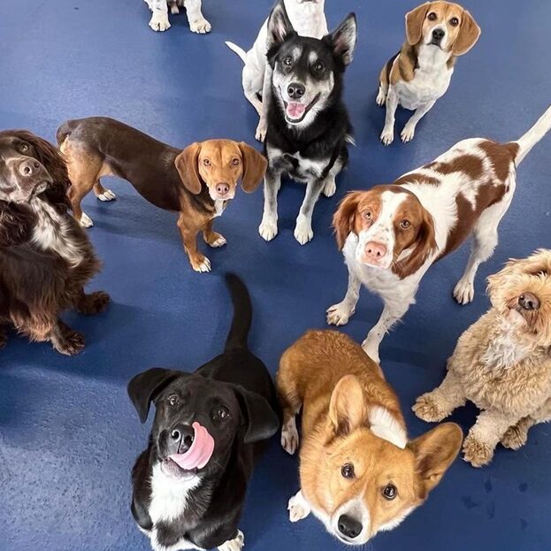 about canine to five