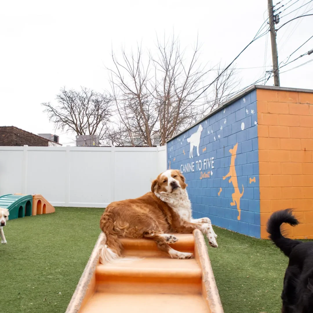 dog sitting on a stair at daycare in a courtyard
