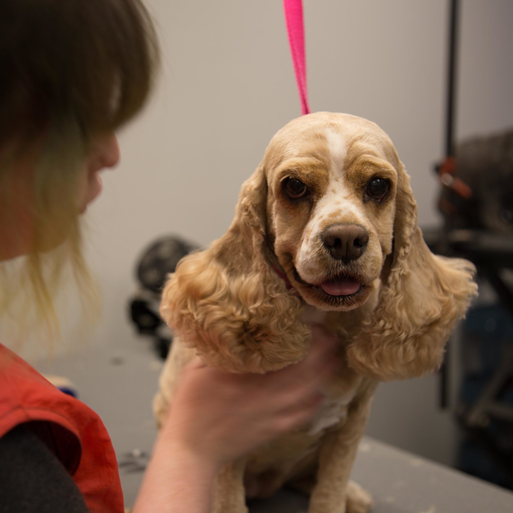 doggrooming